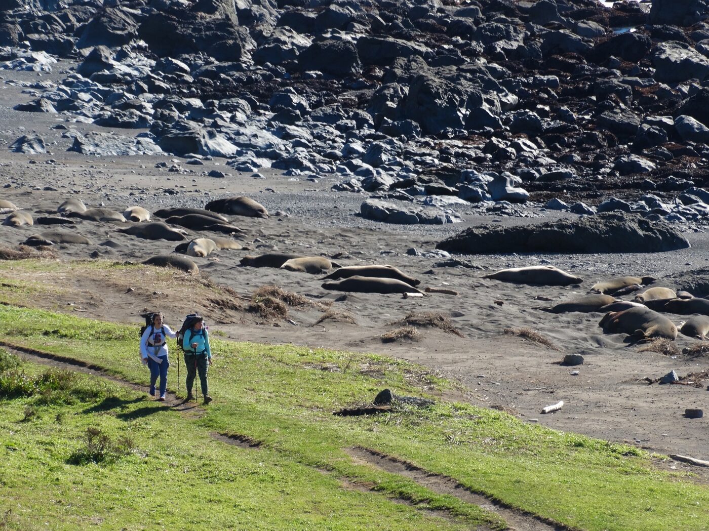 Hikers passing a colony of elephant seals