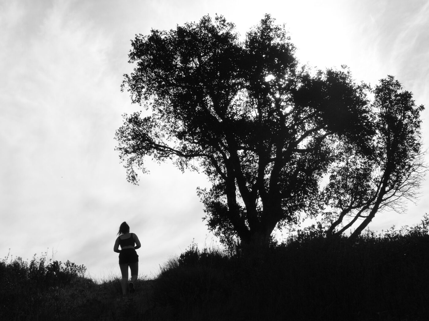 Figure walking toward a silhouetted oak tree